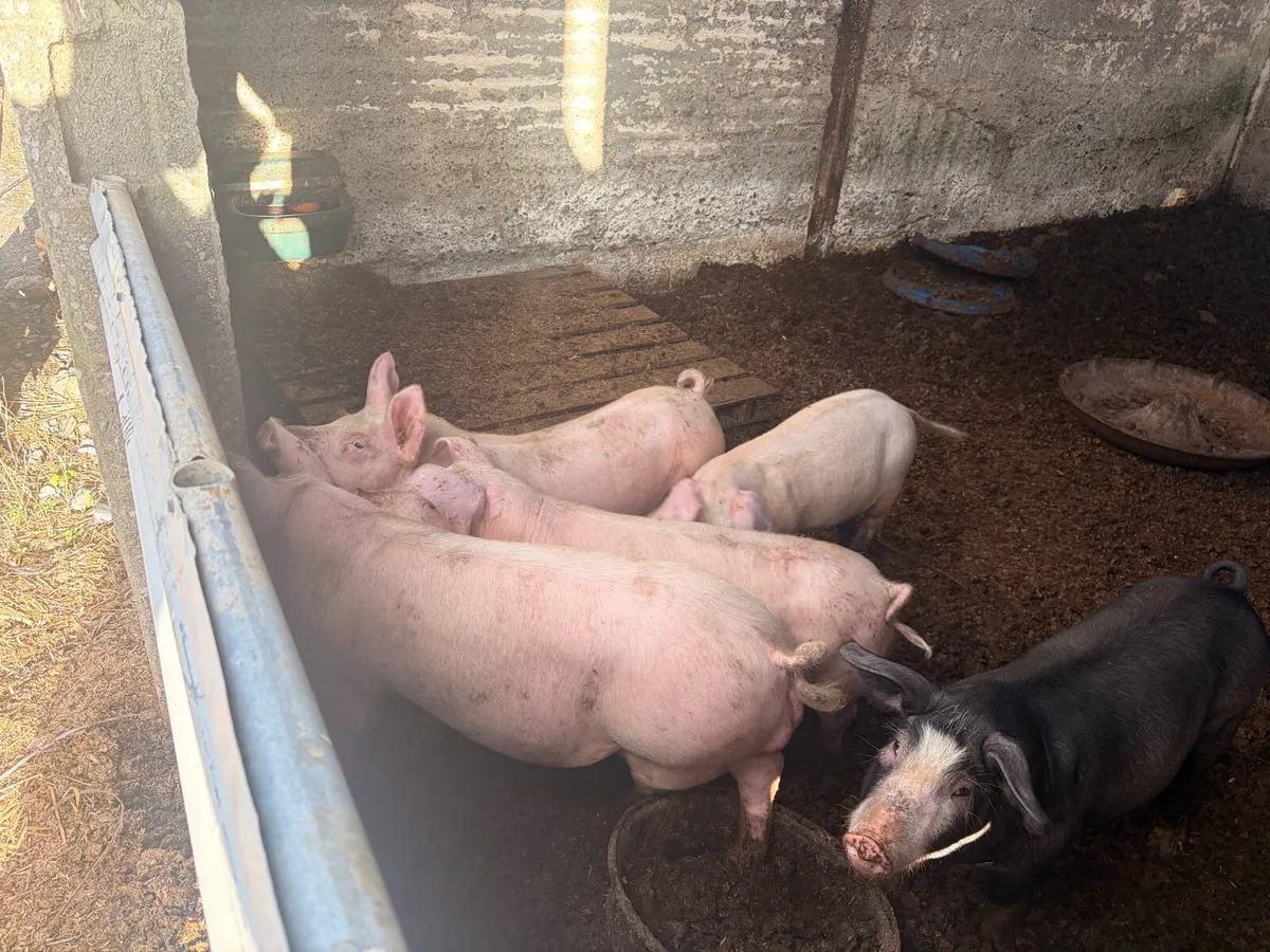 8 fat pigs for sale - Image 4
