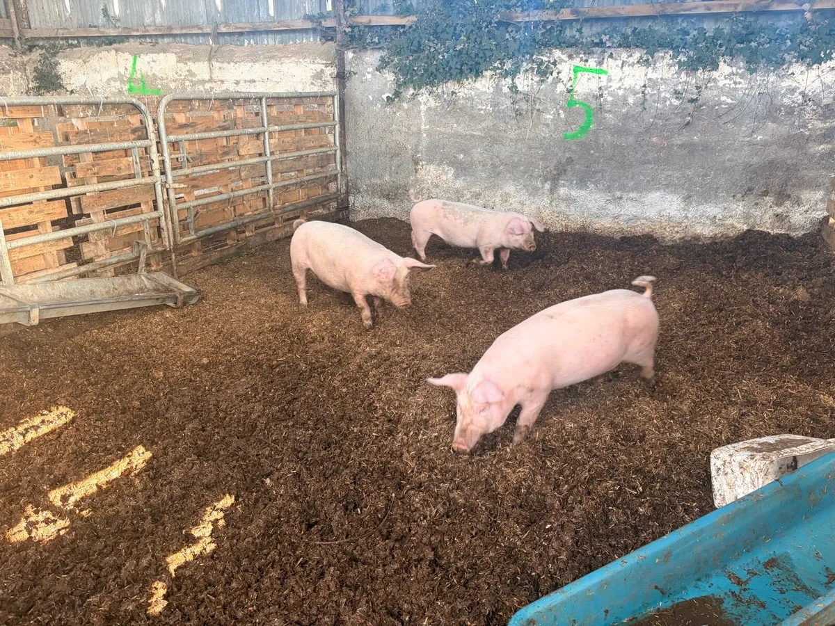 8 fat pigs for sale - Image 2