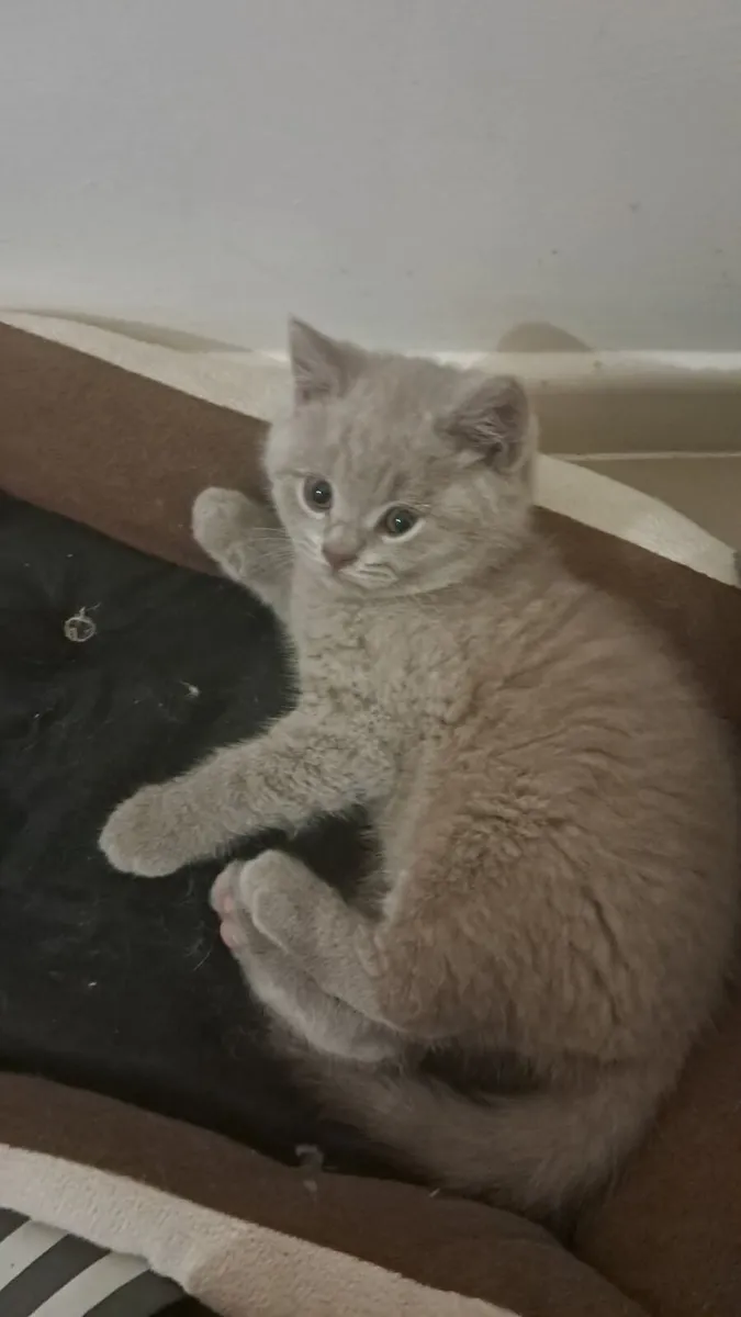 Pure Briitish Shorthair kitten - Image 1