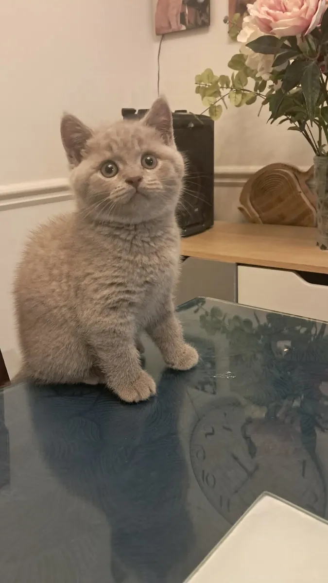 Pure Briitish Shorthair kitten - Image 2