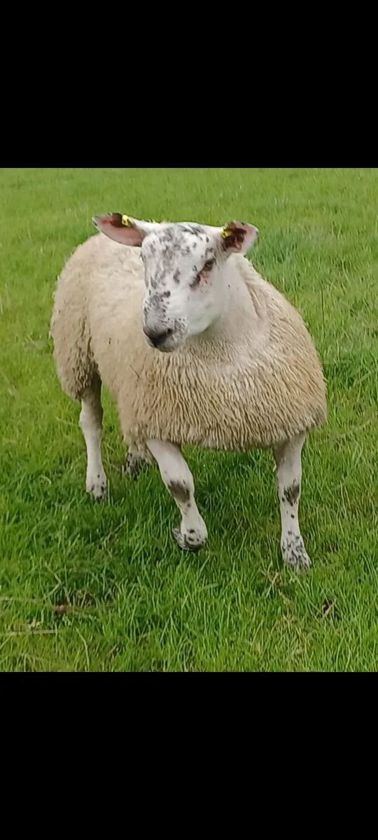 Serious ram lambs for sale - Image 2