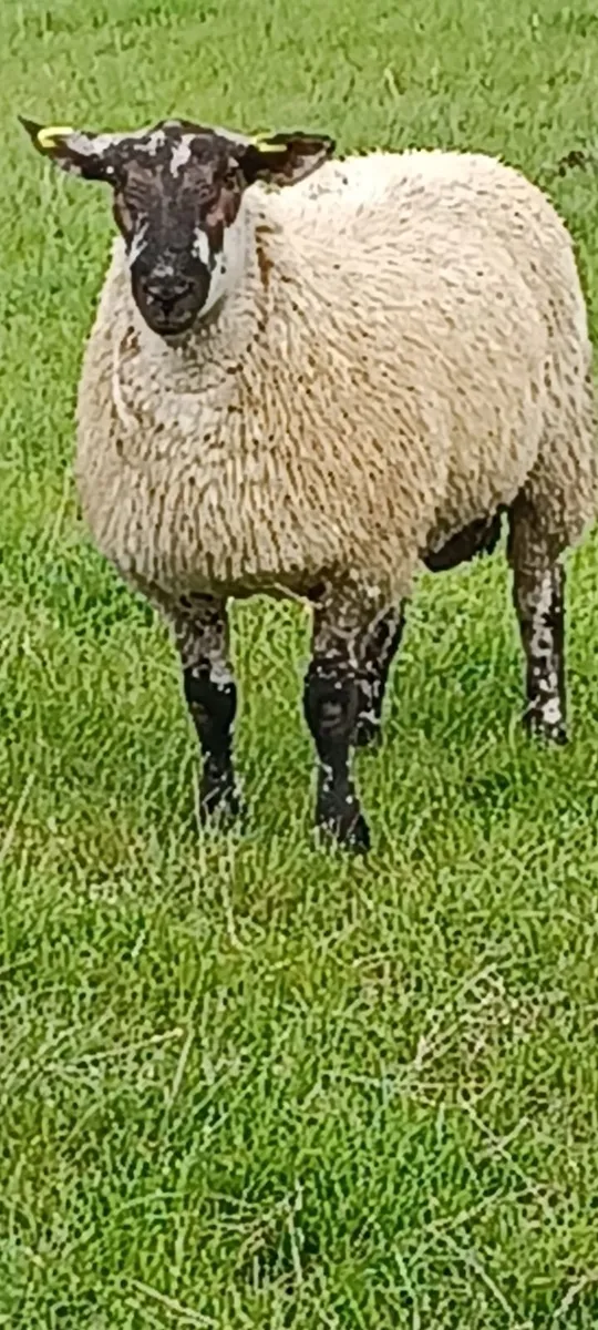 Serious ram lambs for sale - Image 3