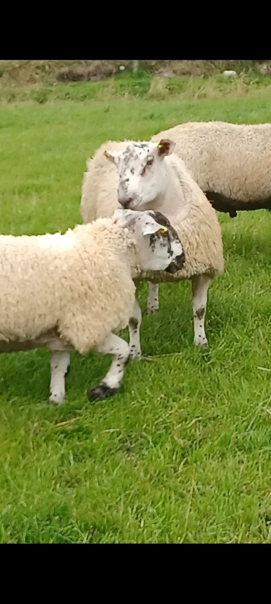 Serious ram lambs for sale - Image 1