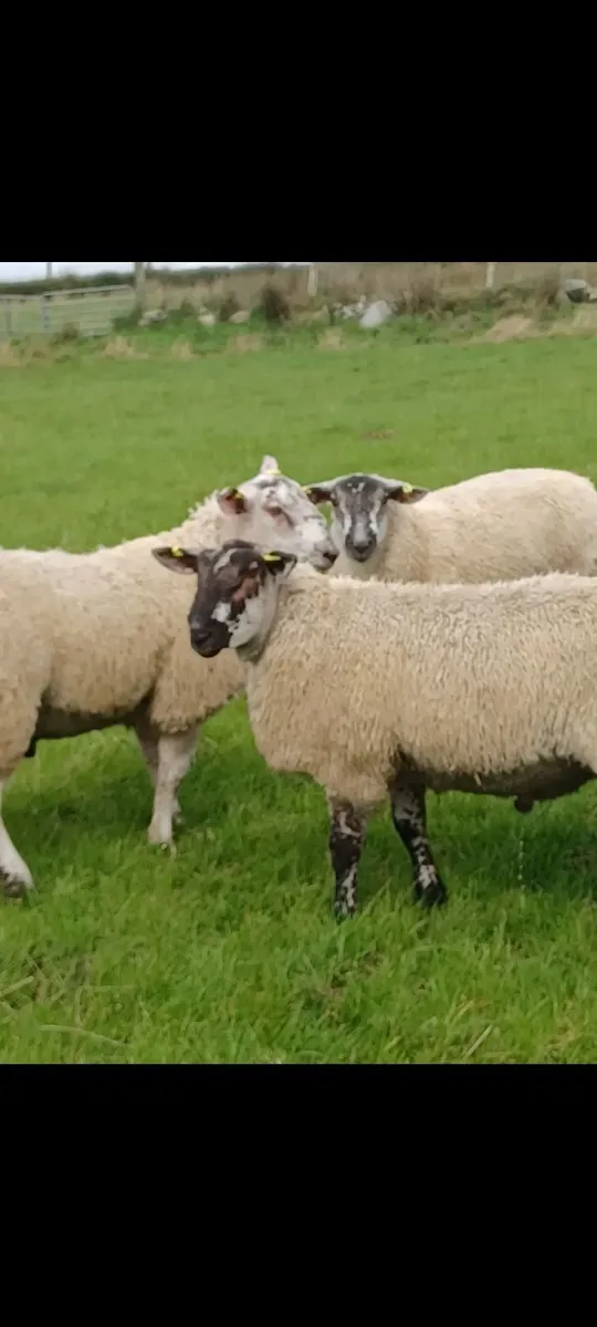 Serious ram lambs for sale - Image 4