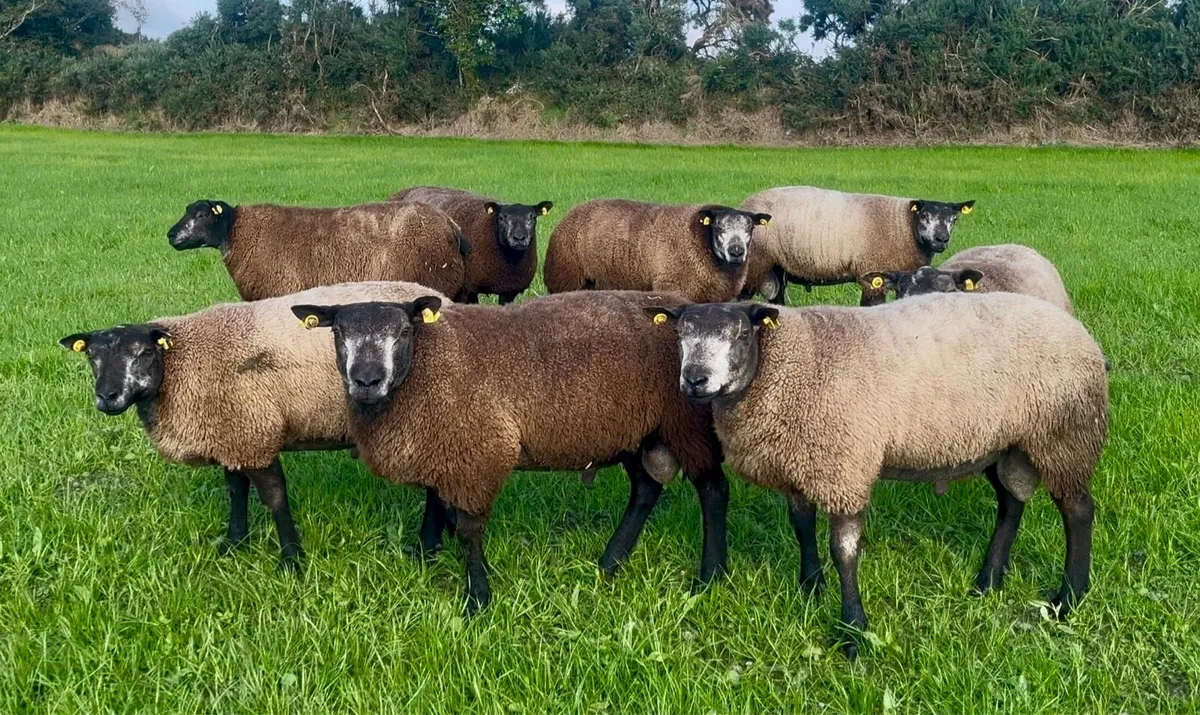 Pedigree blue Texel ram lambs - Image 1