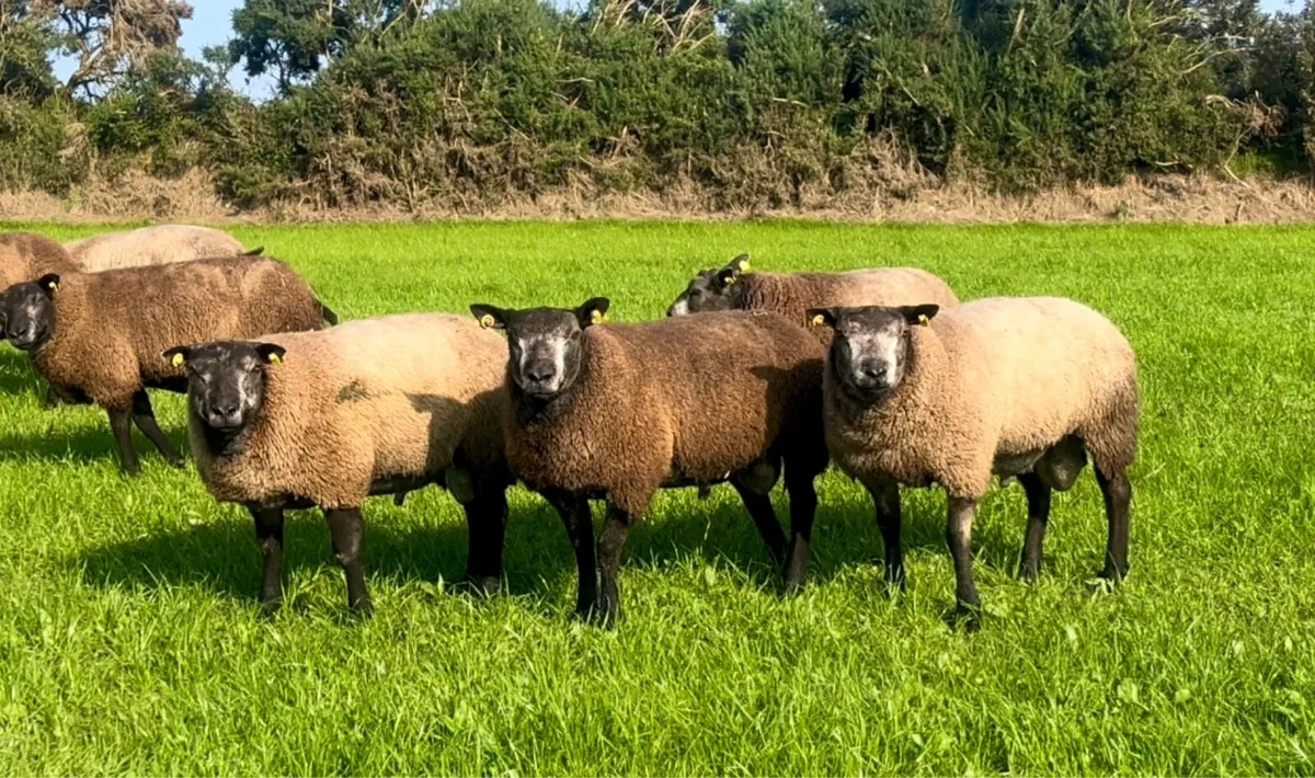 Pedigree blue Texel ram lambs - Image 2