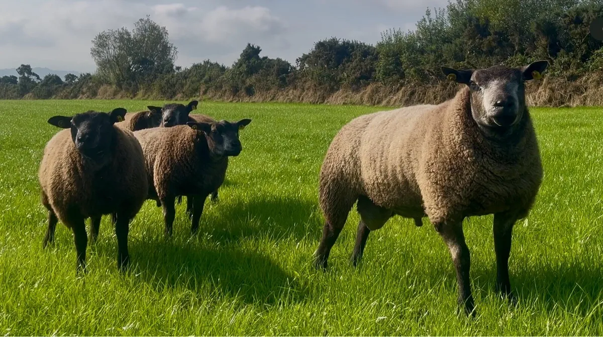 Pedigree blue Texel ram lambs - Image 4