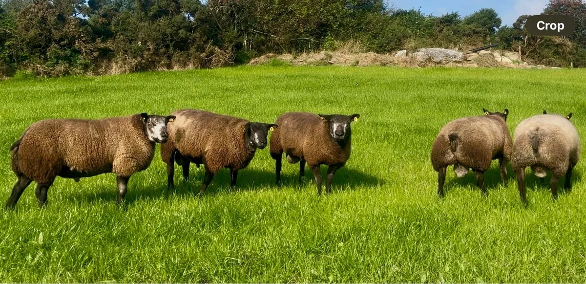 Pedigree blue Texel ram lambs - Image 3