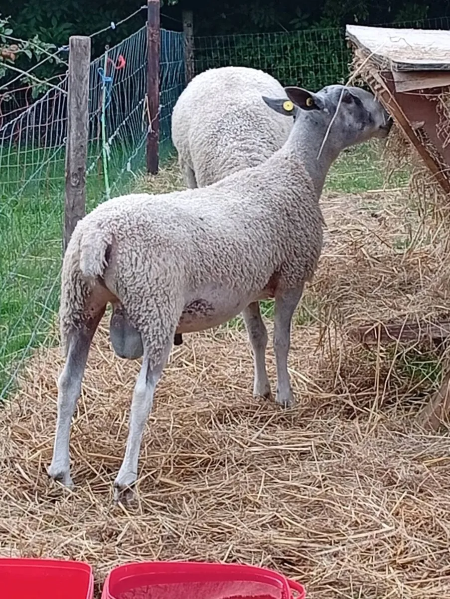 Blue Leicester Rams - Image 4