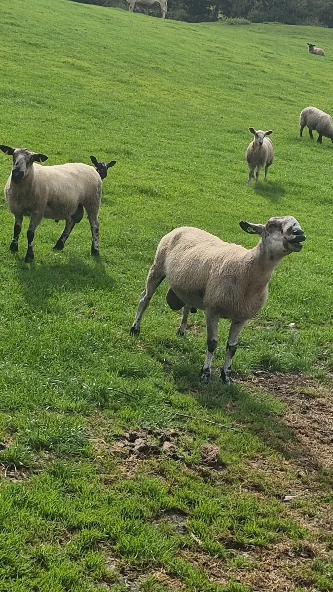 Blue Faced Leciester Ram - Image 1