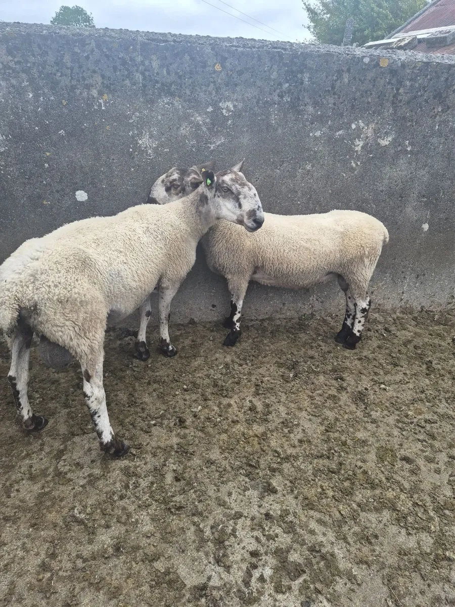 Blue Faced Leciester Ram - Image 3