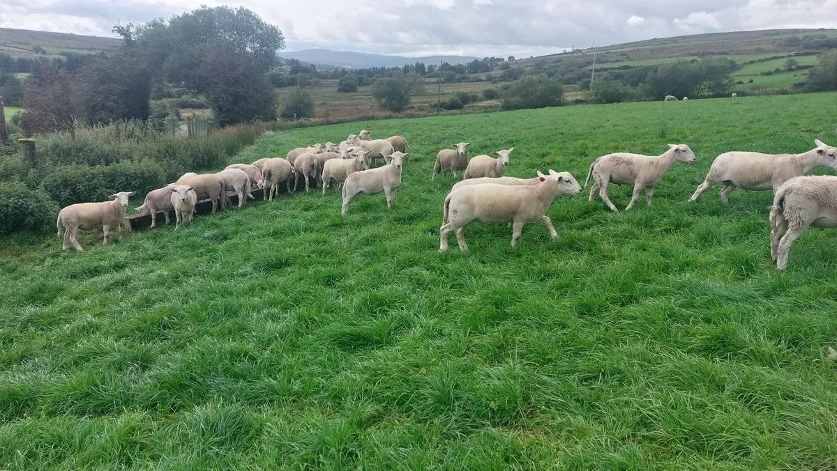 Sheep - Image 1