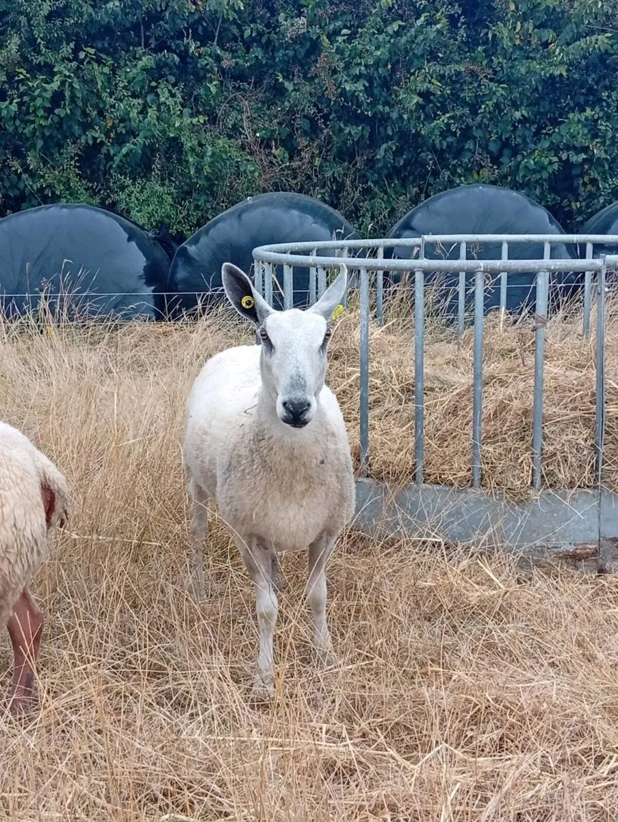 Blue Leicester Ewes - Image 1
