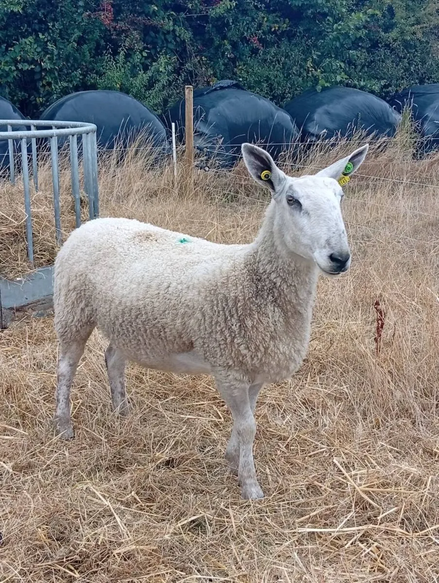 Blue Leicester Ewes - Image 2