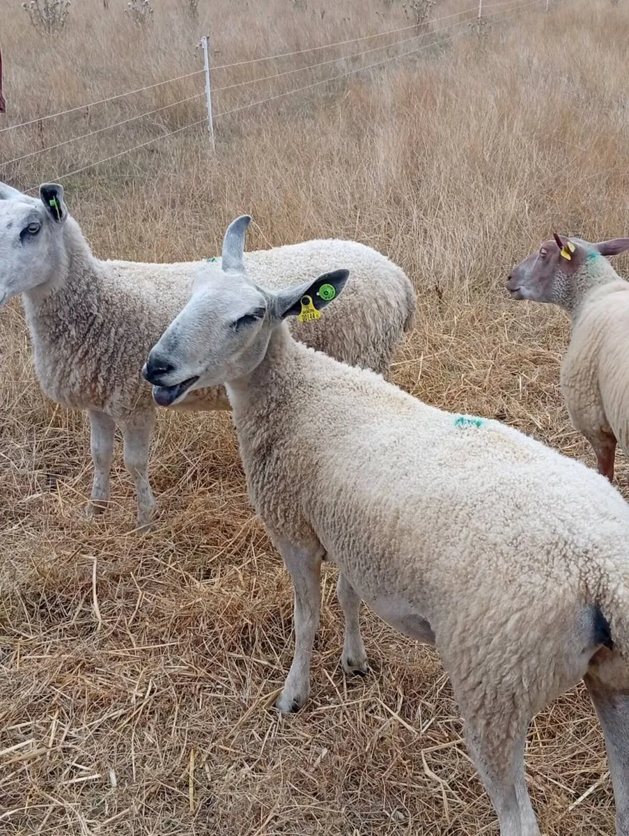 Blue Leicester Ewes - Image 3