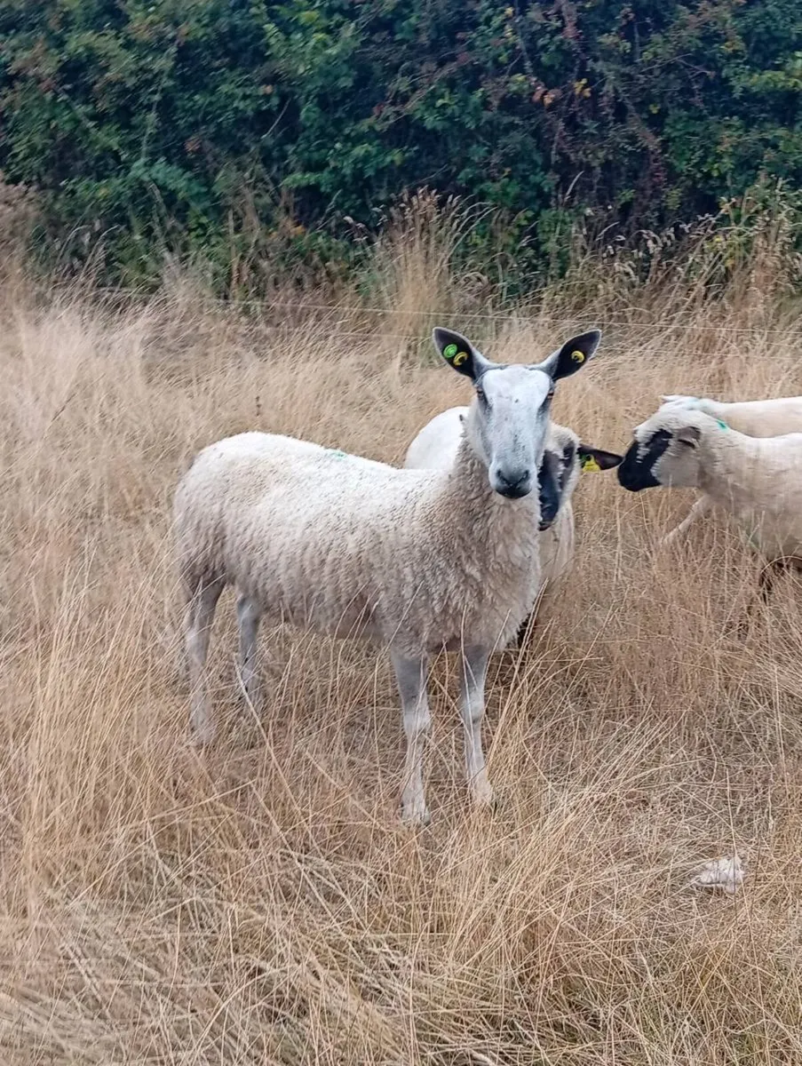 Blue Leicester Ewes - Image 4