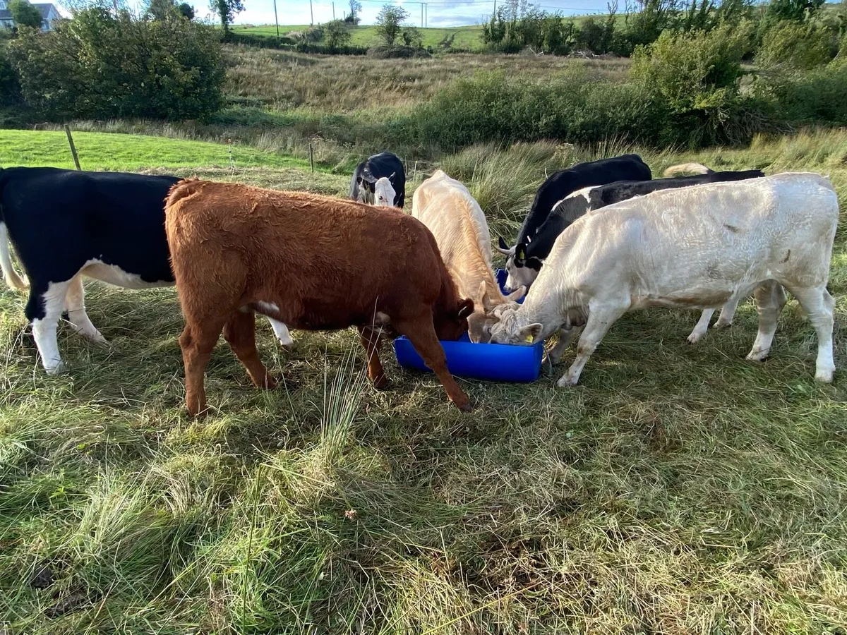 Quality Heifers - Image 4