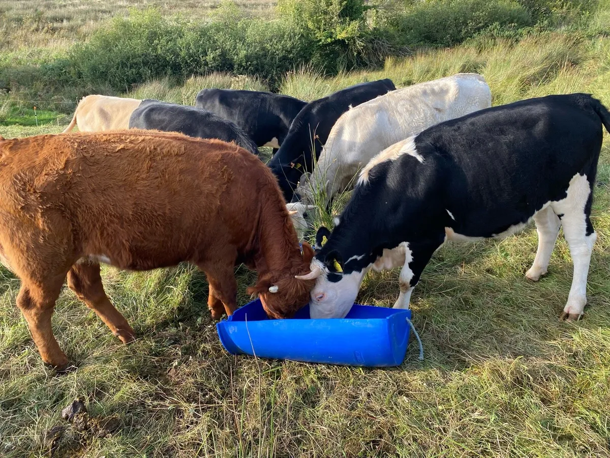 Quality Heifers - Image 1