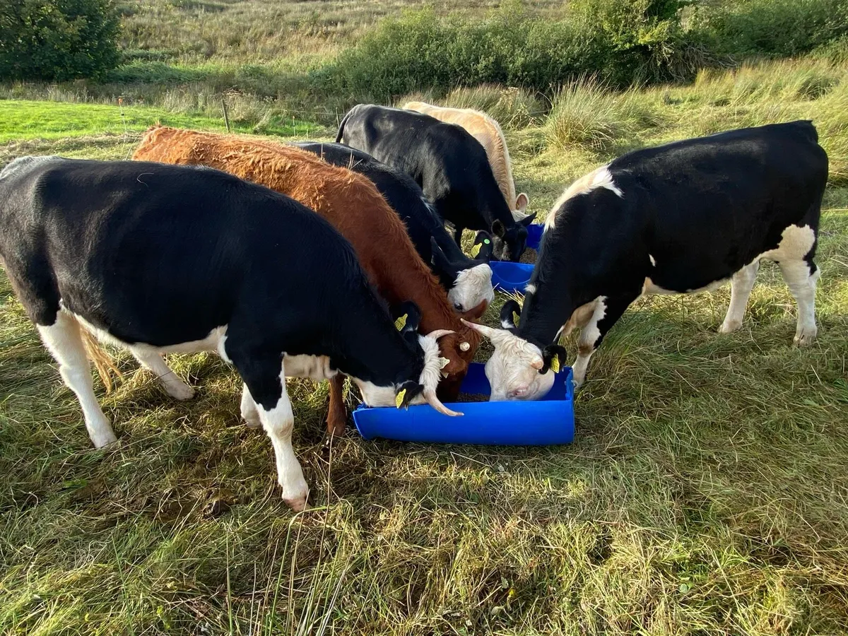 Quality Heifers - Image 2