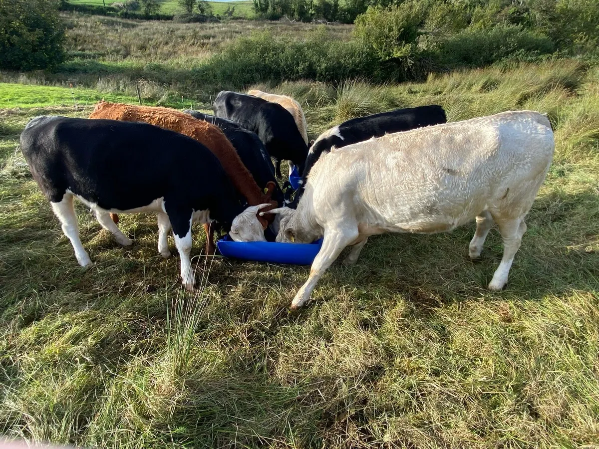 Quality Heifers - Image 3