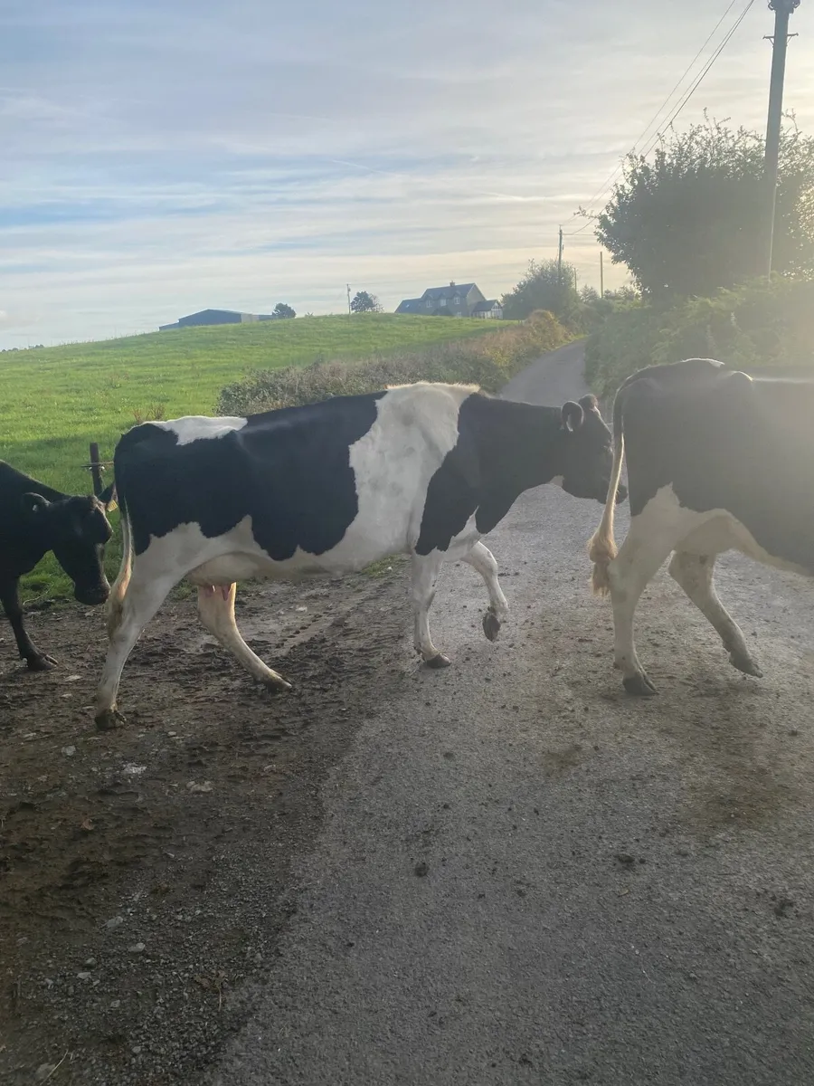 Dairy cows - Image 1