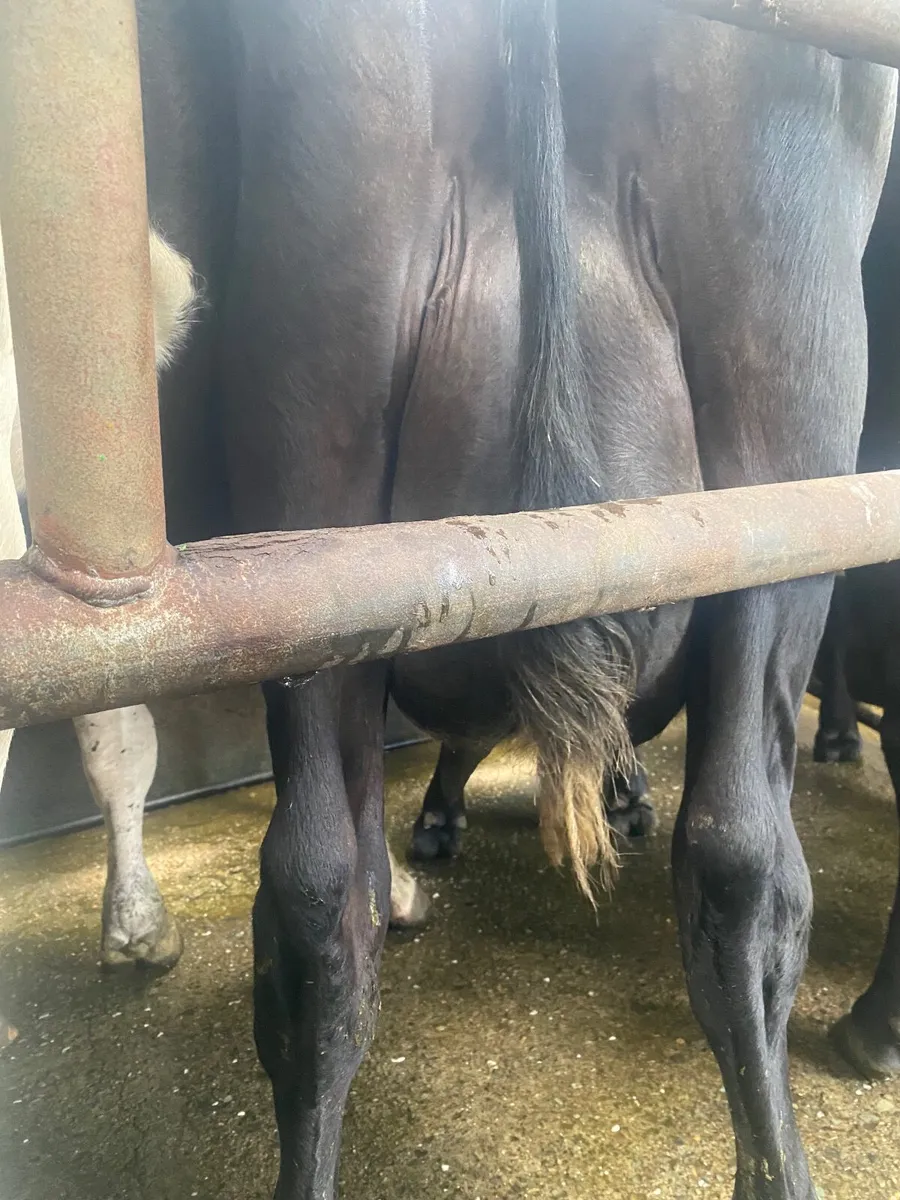 Dairy cows - Image 4