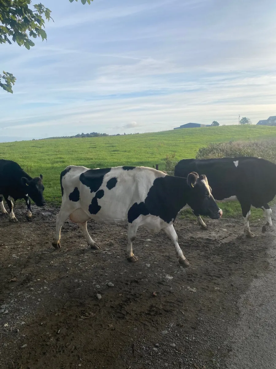 Dairy cows - Image 2