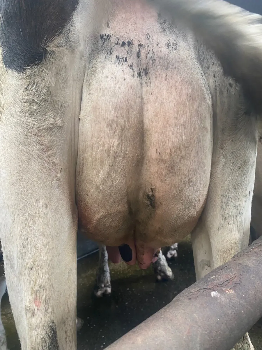 Dairy cows - Image 3