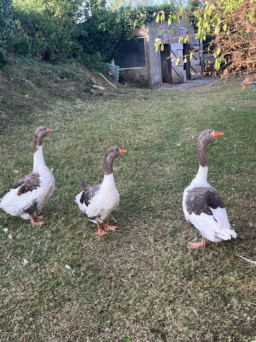 Pomeranian Purebred geese x 3 - Image 1