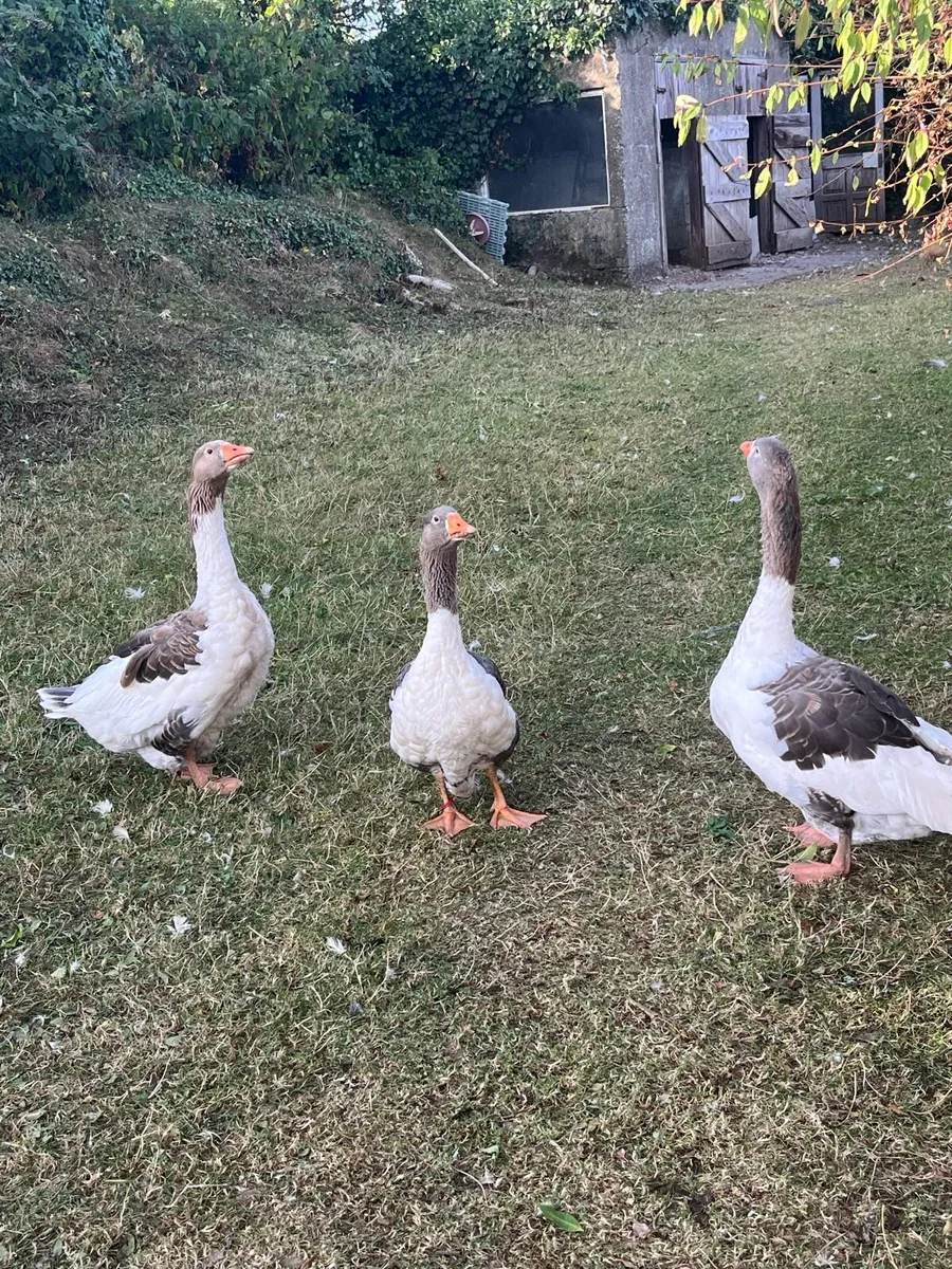 Pomeranian Purebred geese x 3 - Image 2
