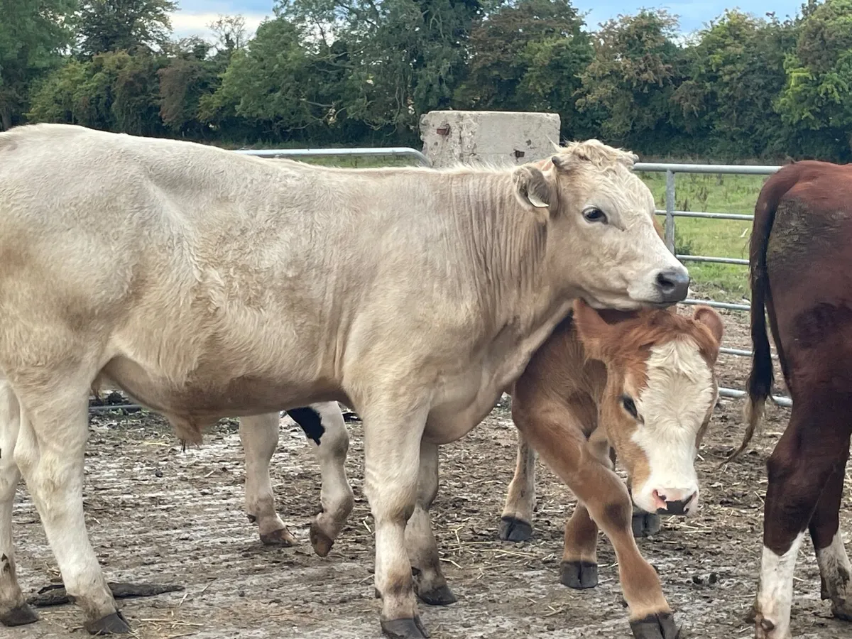 11 super store bullocks - Image 2