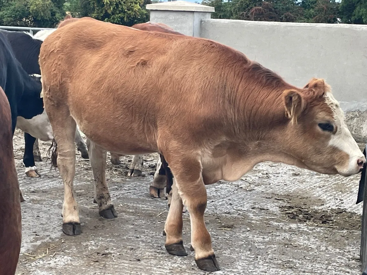 11 super store bullocks - Image 3