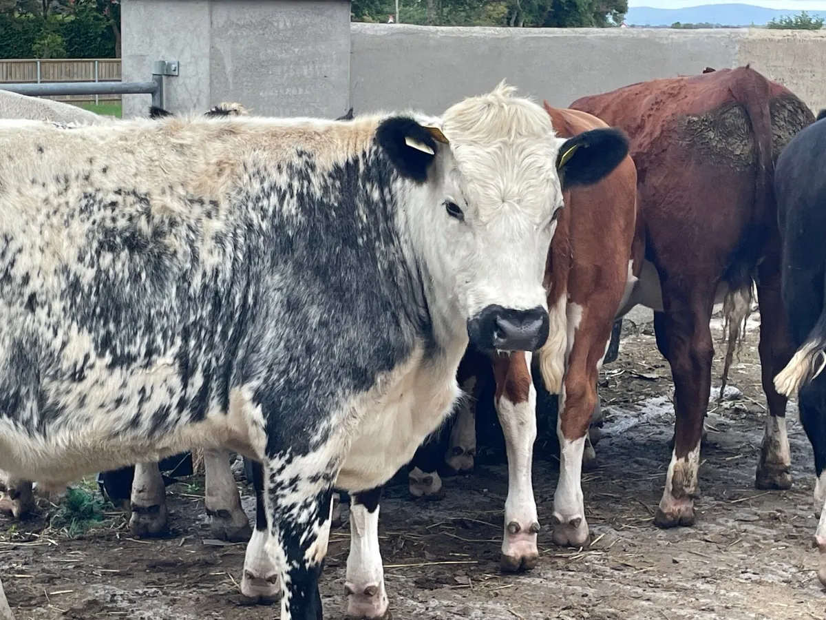 11 super store bullocks - Image 4
