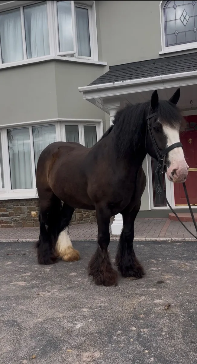 🇮🇪Blackjack 15.2 traditional Irish cob🇮🇪 - Image 1