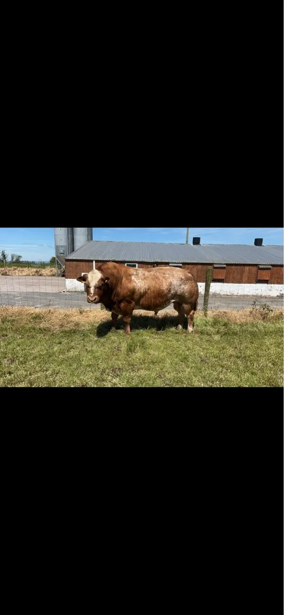 Roan Hybrid Bull - Image 1