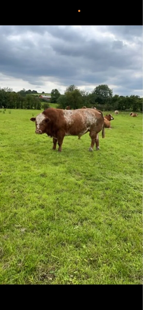 Roan Hybrid Bull - Image 2