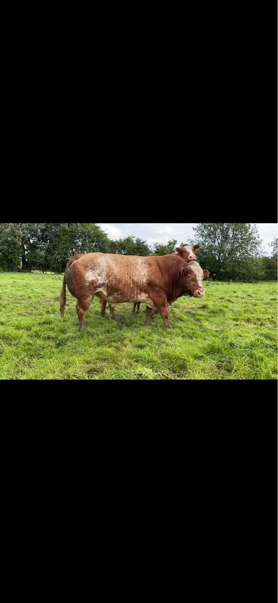 Roan Hybrid Bull - Image 3