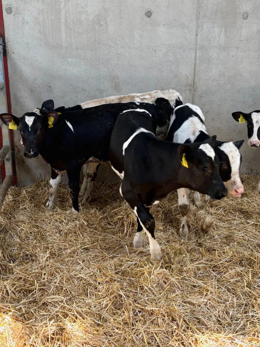 5 Reared British Friesian Bull Calves - Image 2