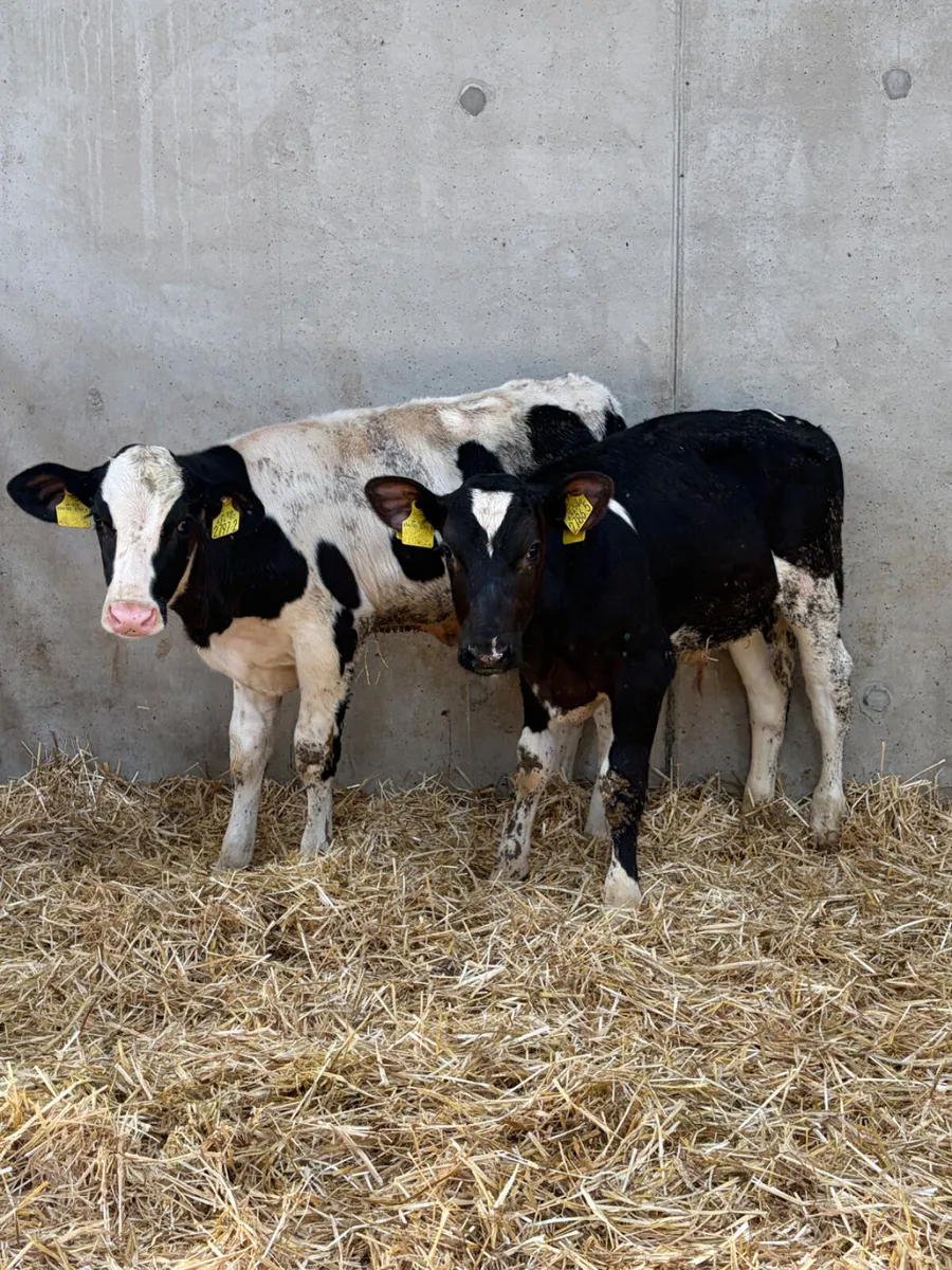 5 Reared British Friesian Bull Calves - Image 4