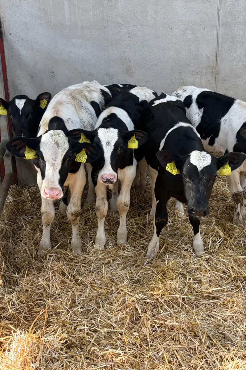 5 Reared British Friesian Bull Calves - Image 3