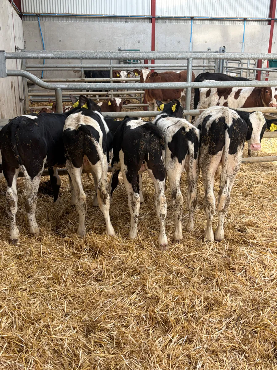 5 Reared British Friesian Bull Calves - Image 1