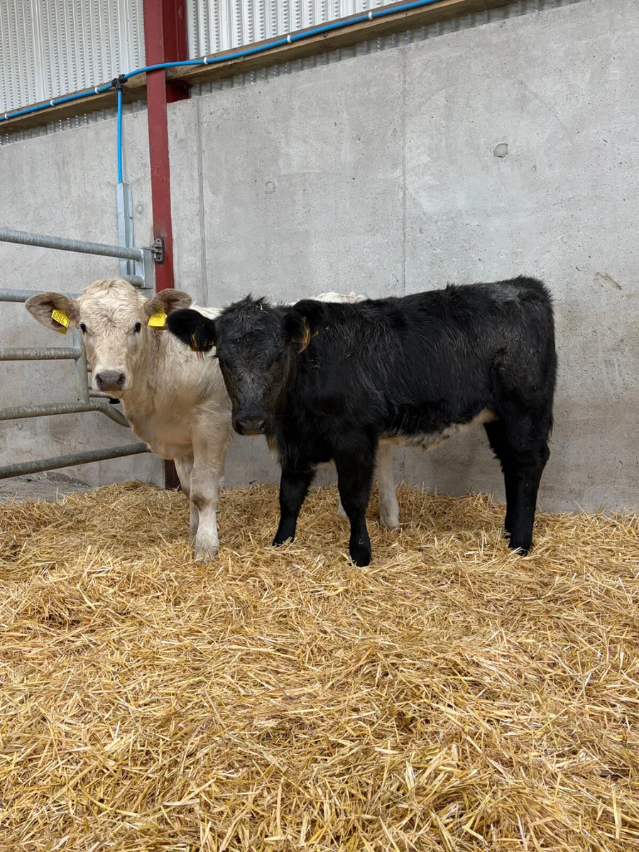 2 Beef Bred Heifers - Image 4