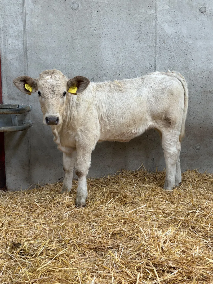 2 Beef Bred Heifers - Image 2