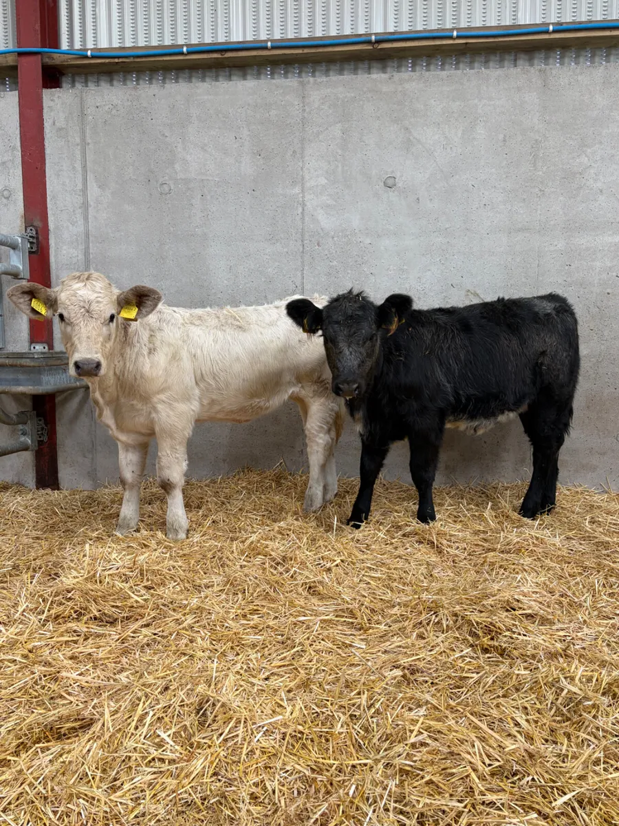 2 Beef Bred Heifers - Image 1