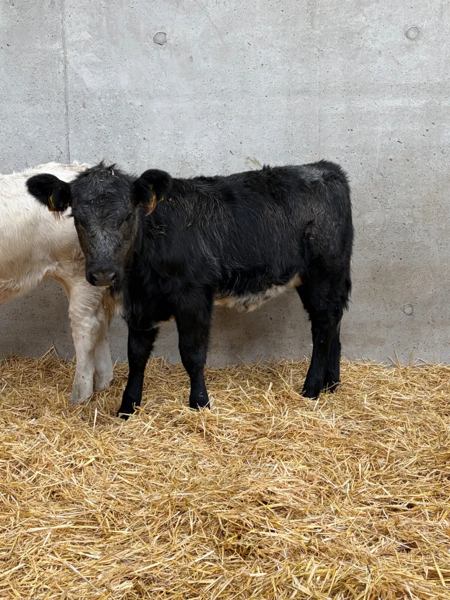 2 Beef Bred Heifers - Image 3