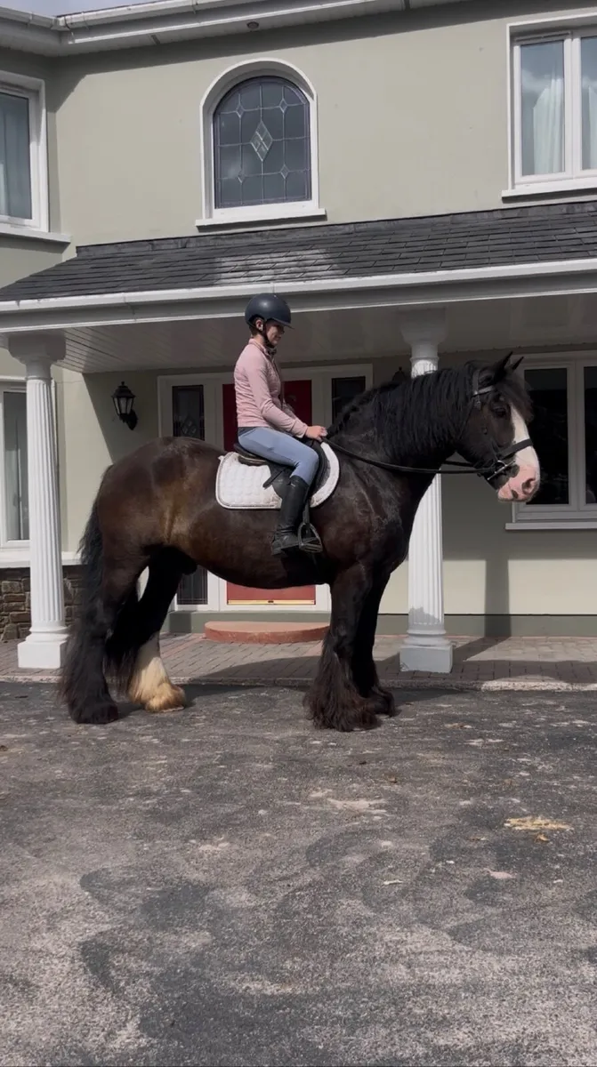 🇮🇪Blackjack 15.2 traditional Irish cob🇮🇪 - Image 4