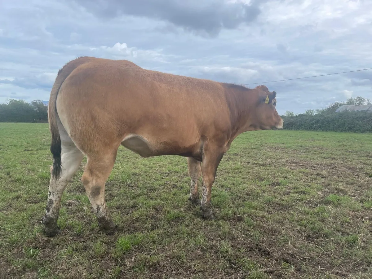 In-calf LMX Heifer - Image 2