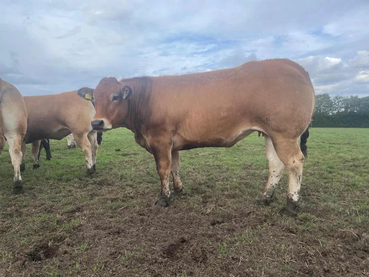 In-calf LMX Heifer - Image 3