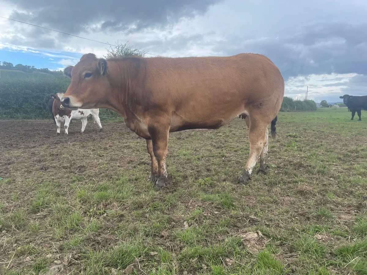 In-calf LMX Heifer - Image 4