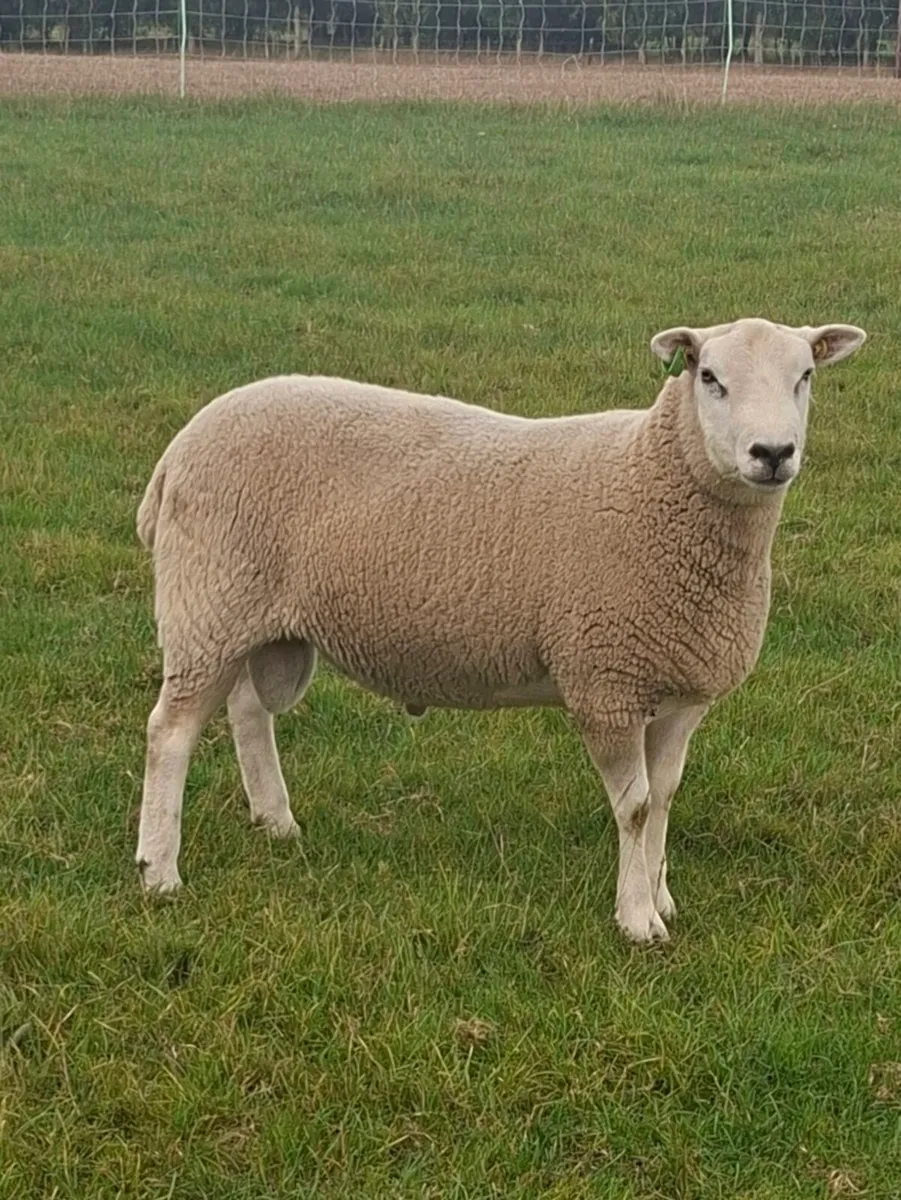 Rouge & Lleyn Rams - Image 2